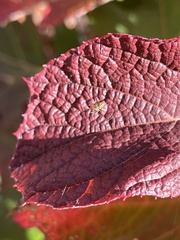 Araniella