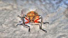 Polytomus marginatus