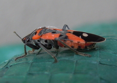 Lygaeus equestris
