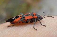 Lygaeus equestris