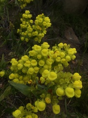 Calceolaria morisii