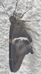 Aguna asander asander