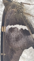 Aguna asander asander