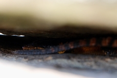 Pseudocordylus melanotus