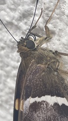 Aguna asander asander