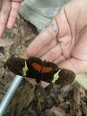Heliconius clysonymus
