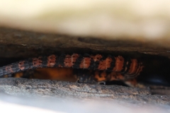 Pseudocordylus melanotus