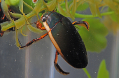 Dytiscus verticalis