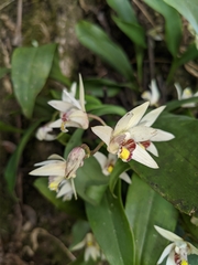 Eria coronaria