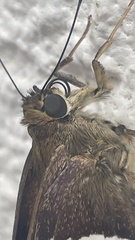 Aguna asander asander