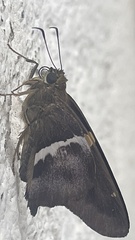 Aguna asander asander