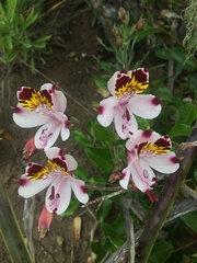 Alstroemeria pulchra