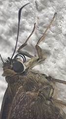 Aguna asander asander