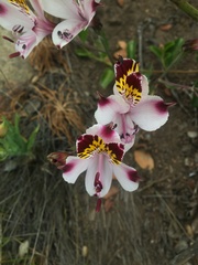 Alstroemeria pulchra