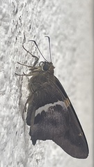 Aguna asander asander