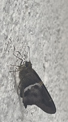 Aguna asander asander