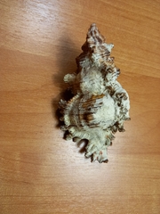 Chicoreus brunneus
