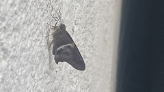 Aguna asander asander