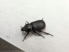 Hemiphileurus illatus