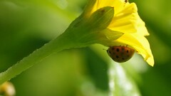 Henosepilachna vigintioctopunctata