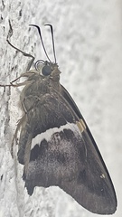 Aguna asander asander