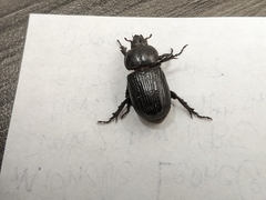 Hemiphileurus illatus