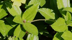 Henosepilachna vigintioctopunctata