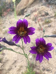 Salpiglossis sinuata