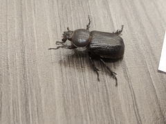 Hemiphileurus illatus