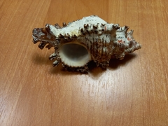 Chicoreus brunneus
