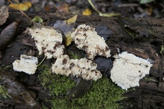 Phlebia nothofagi