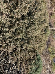 Atriplex semibaccata