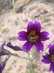 Salpiglossis sinuata