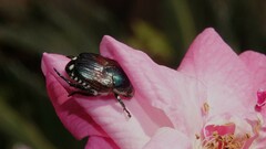Popillia japonica