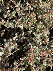 Atriplex semibaccata