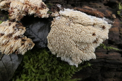 Phlebia nothofagi