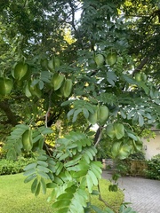 Gonopterodendron arboreum