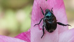 Popillia japonica