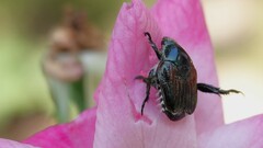 Popillia japonica