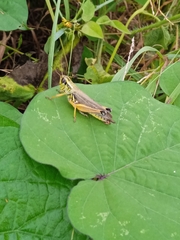Phoetaliotes nebrascensis