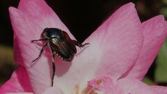 Popillia japonica