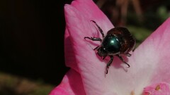 Popillia japonica