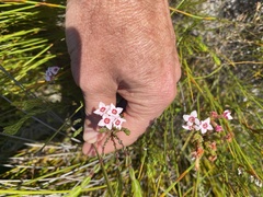 Erica fastigiata