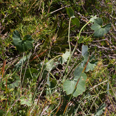 Pelargonium tabulare