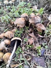 Coprinellus