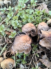 Coprinellus