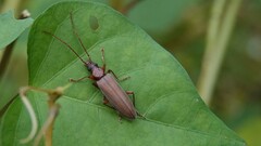 Oedemeridae