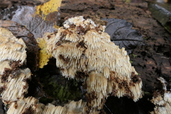 Phlebia nothofagi
