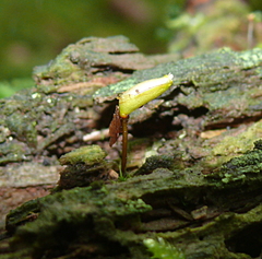 Buxbaumia viridis