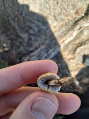 Coprinellus